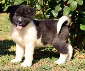 Brown and white Akita puppy with blue eyes – top dog breed for protection