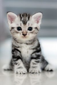 Cute American Shorthair Cats for sale in India