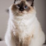 Cute Birman Cat for sale in Delhi, India