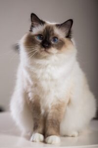Cute Birman Cat for sale in Delhi, India