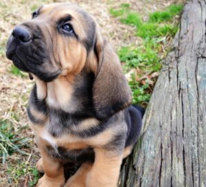 Bloodhound Puppies For Sale