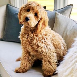 buy goldendoodle near me