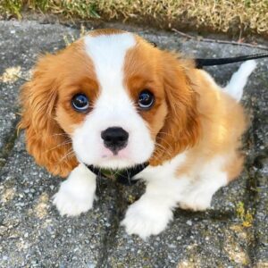 Cavalier King Charles Spaniel Puppies for sale in Delhi, India