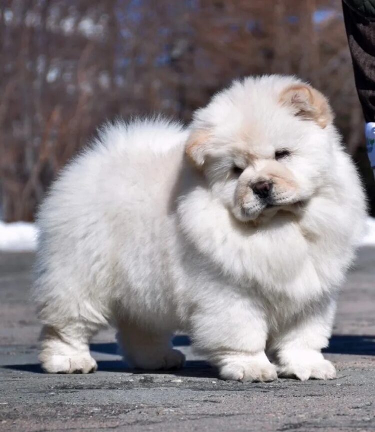 Cute Chow Chow puppy for sale near me in Delhi