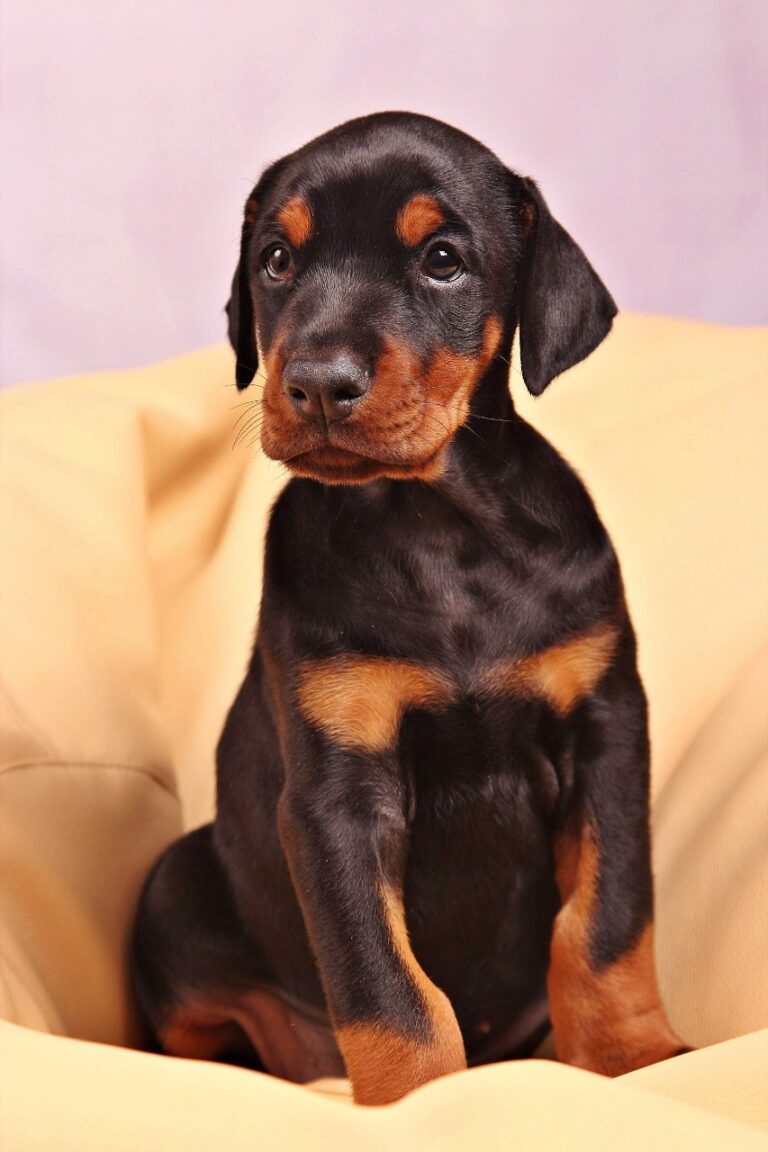 Elegant Doberman Pinscher for sale