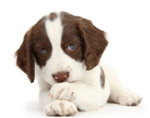 Buy English Springer Spaniel Puppies in Delhi, India