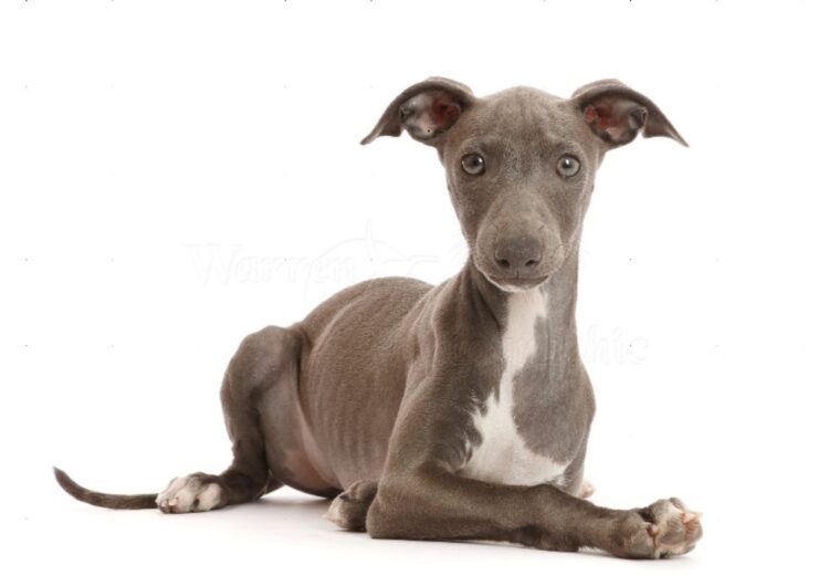 Greyhound Puppies For Sale