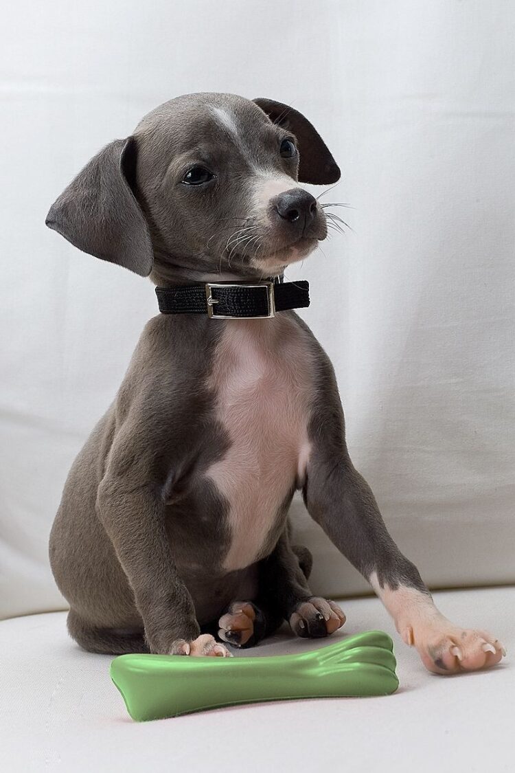 Greyhound Puppies For Sale