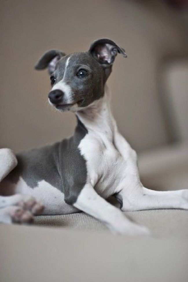 Greyhound Puppies For Sale