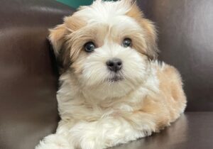 Havanese Puppies For Sale