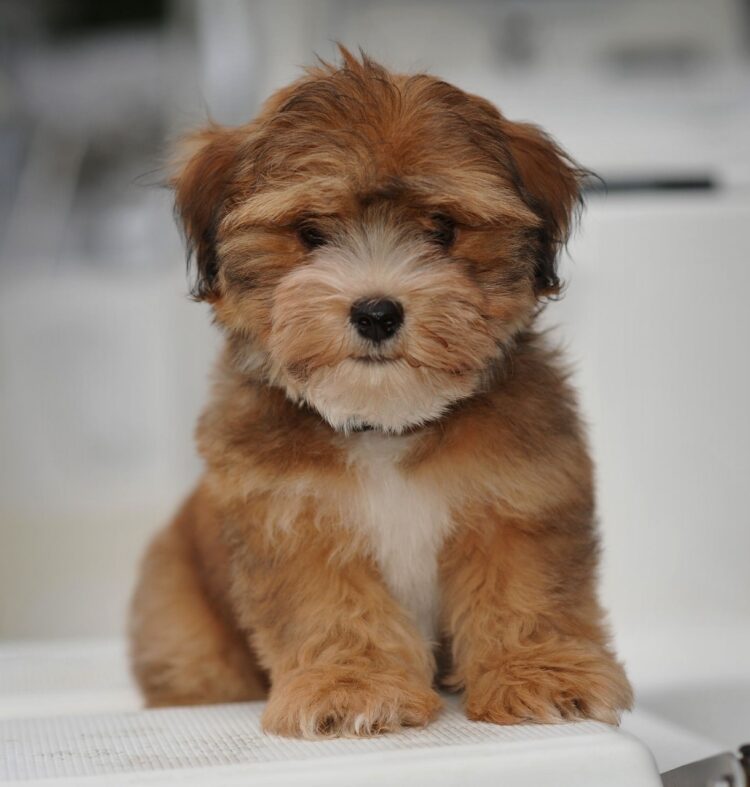 Havanese Puppies near me