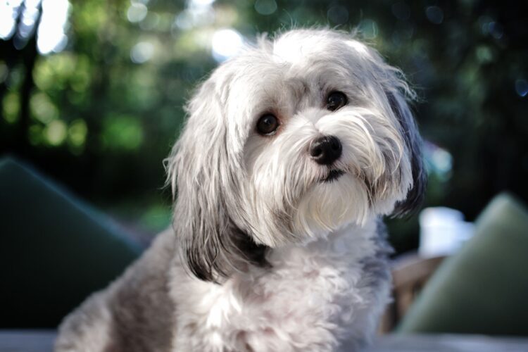 Havanese Puppies in delhi