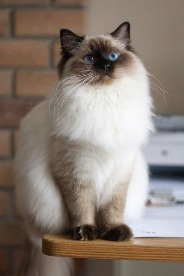 Himalayan Cats/Kitten