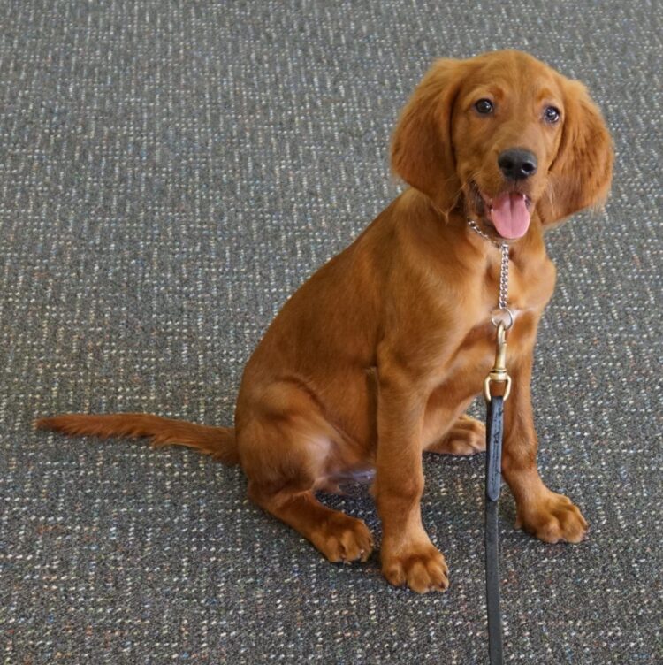Irish Setter Puppies For Sale