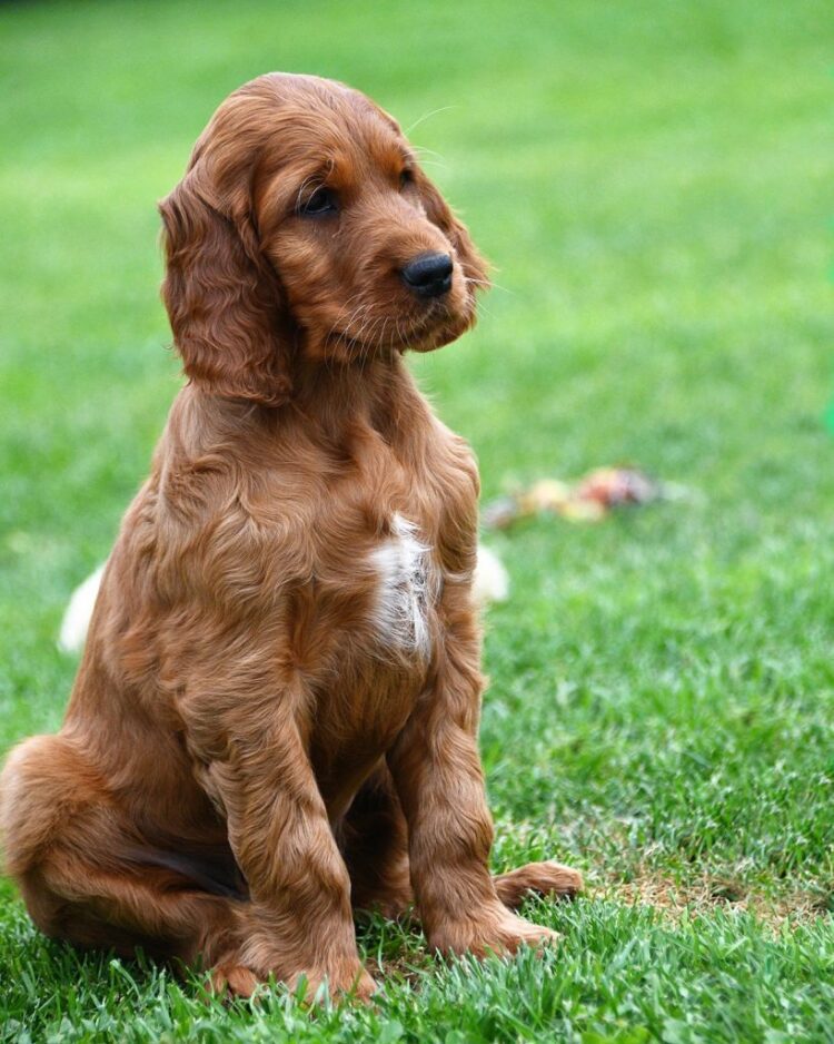 Irish Setter Puppies For Sale