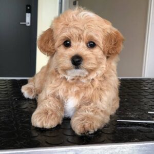 Maltipoo puppies in delhi– adorable