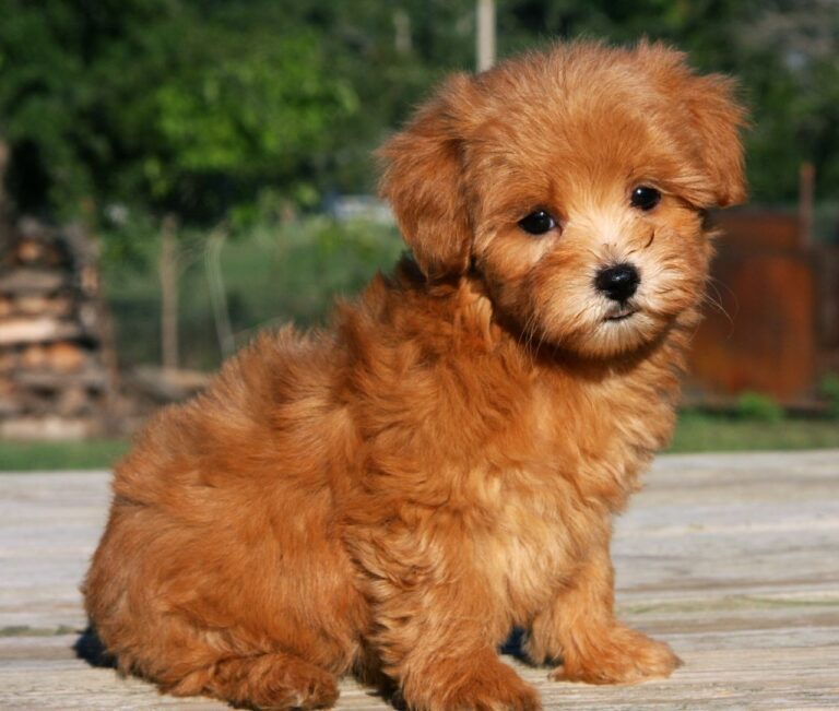Buy Maltipoo puppy for sale India