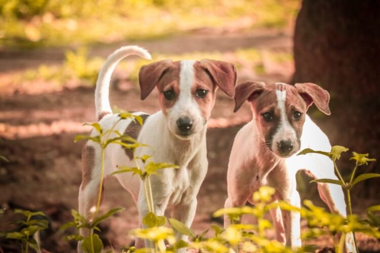 Mudhol Hound Puppies For Sale