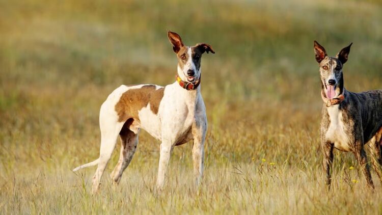 Mudhol Hound Puppies For Sale
