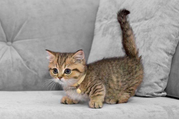 Cute Munchkin Cat for sale near me- vaccinated and registered