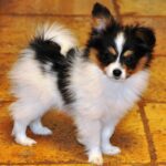 Cute Papillon for sale in delhi