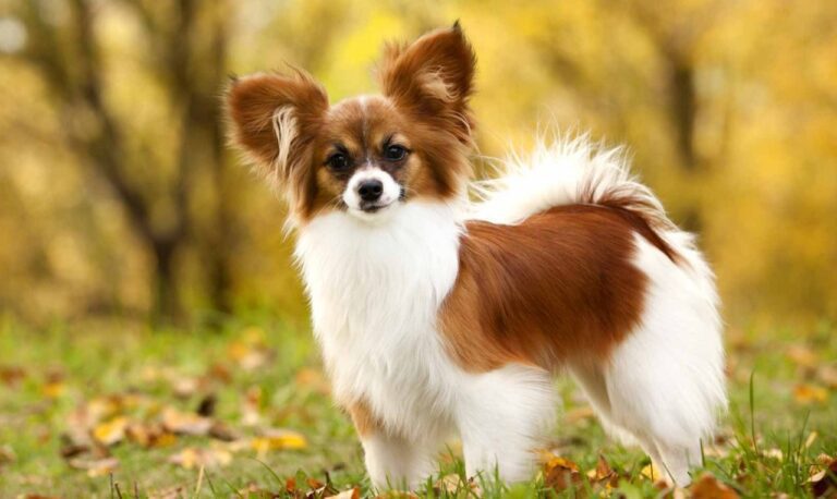 Buy Cute Papillon puppies near me