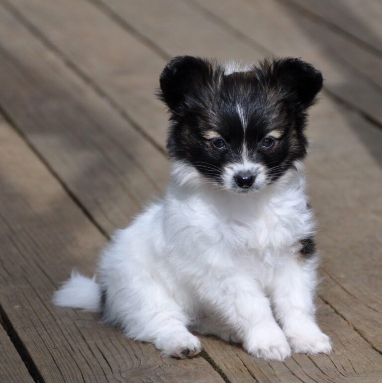 Buy Cute Papillon puppies Iin Delhi, India