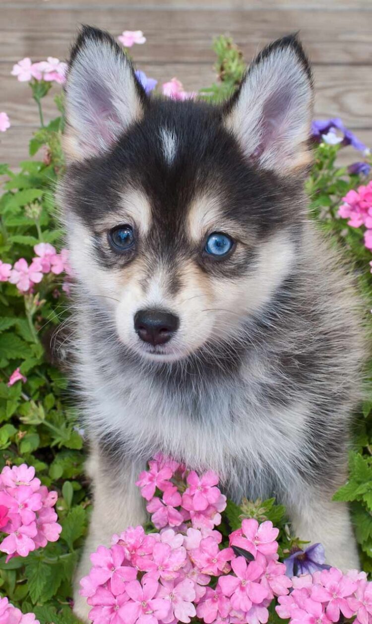Pomsky Puppies For Sale
