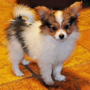 Papillon Dog Puppies for sale in Delhi, India