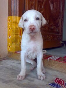 Rajapalayam Puppies For Sale in Delhi, India