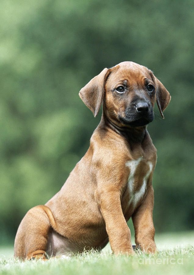 Buy vaccinated Rhodesian Ridgeback Puppies in india