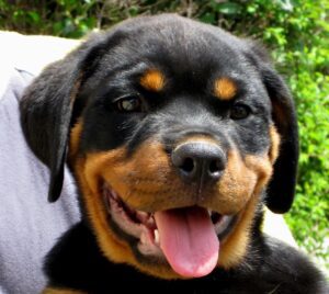 Cute Rottweiler German Puppies For Sale- vaccinated