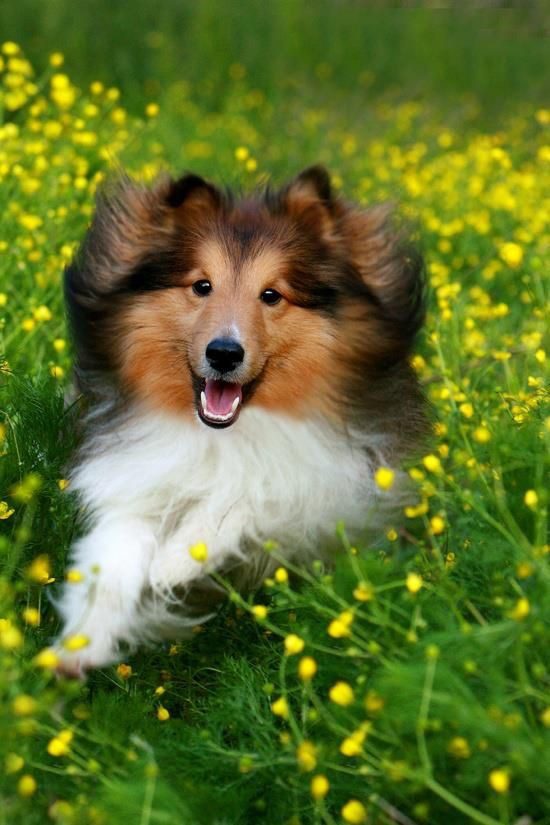 Rough Collie Puppies For Sale