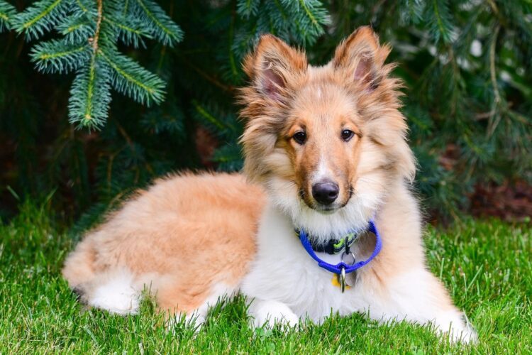 Rough Collie Puppies For Sale