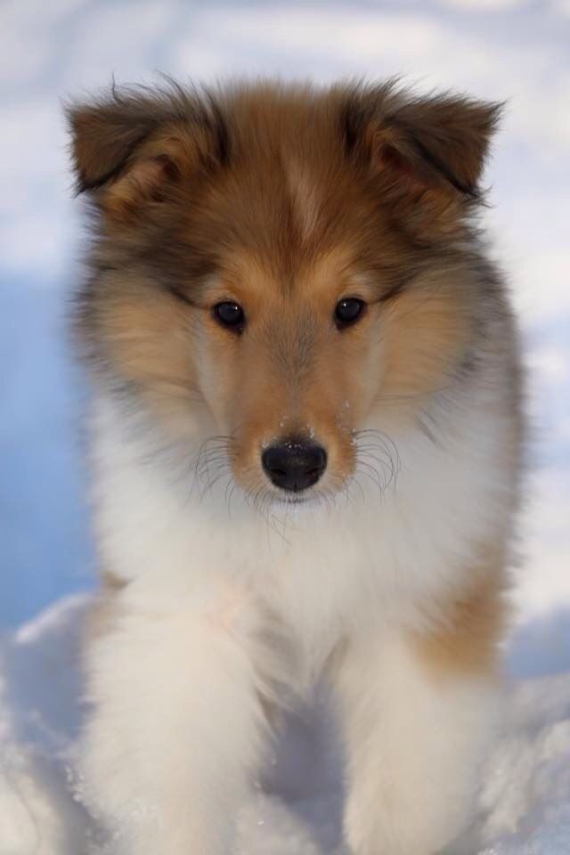 Rough Collie Puppies For Sale