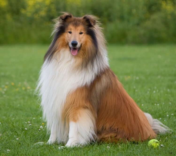 Rough Collie Puppies For Sale