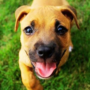 Rhodesian Ridgeback Puppy for sale near in Delhi