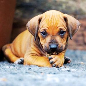 Rhodesian Ridgeback Puppy For Sale- registered