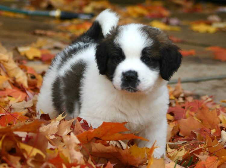 Saint Bernard Puppies For Sale
