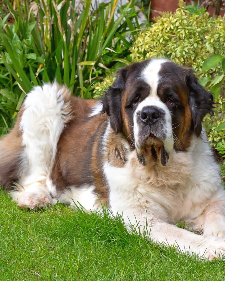 Saint Bernard Puppies For Sale
