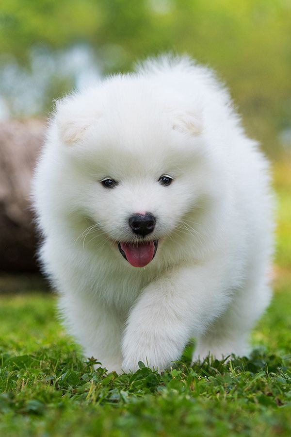Samoyed Puppies For Sale in India