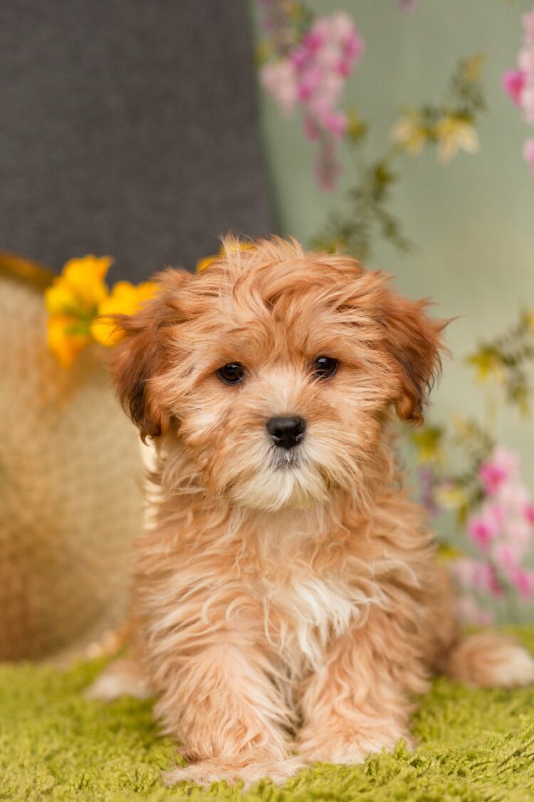 Shorkie Puppies For Sale