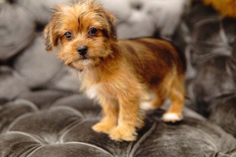 Shorkie Puppies For Sale