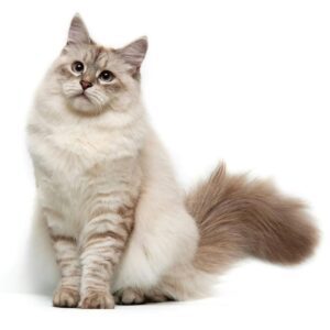 Lovely Siberian Cat for sale delhi