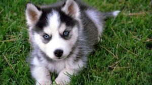 Siberian Husky Puppies For Sale