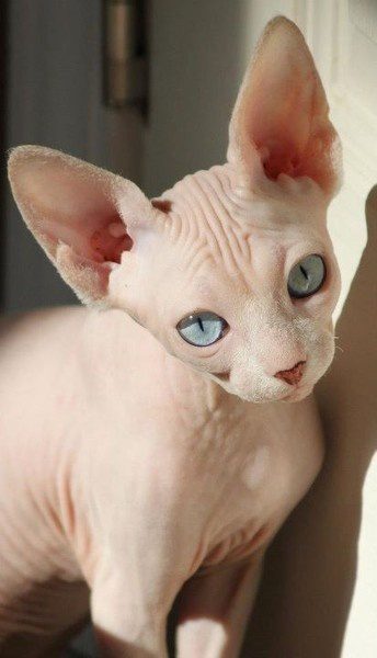 Sphynx Cat