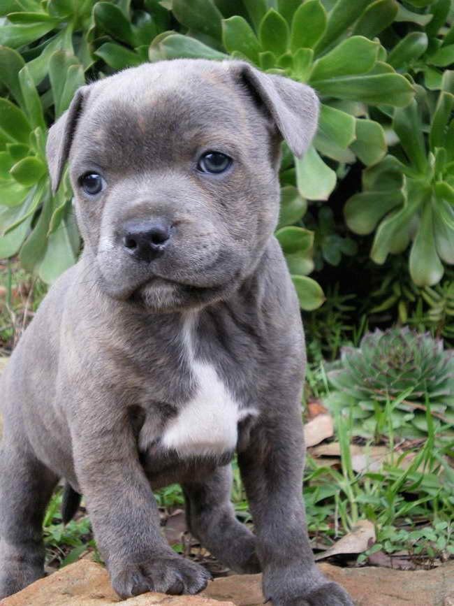 StafFordshire Bull Terrier Puppies For Sale