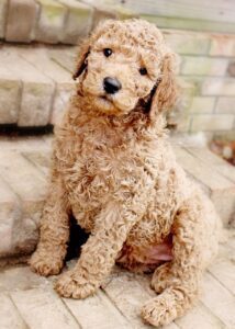 Standard Poodle Puppies For Sale