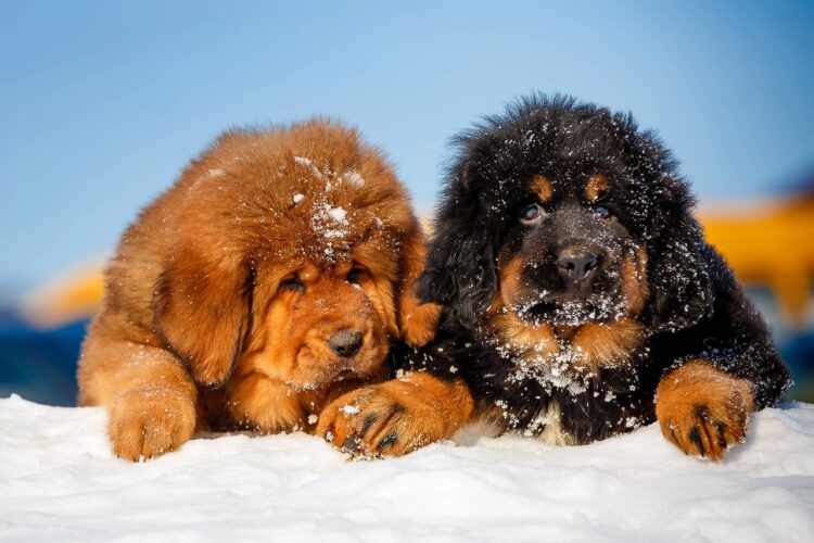 Tibetan Mastiff Puppies For Sale