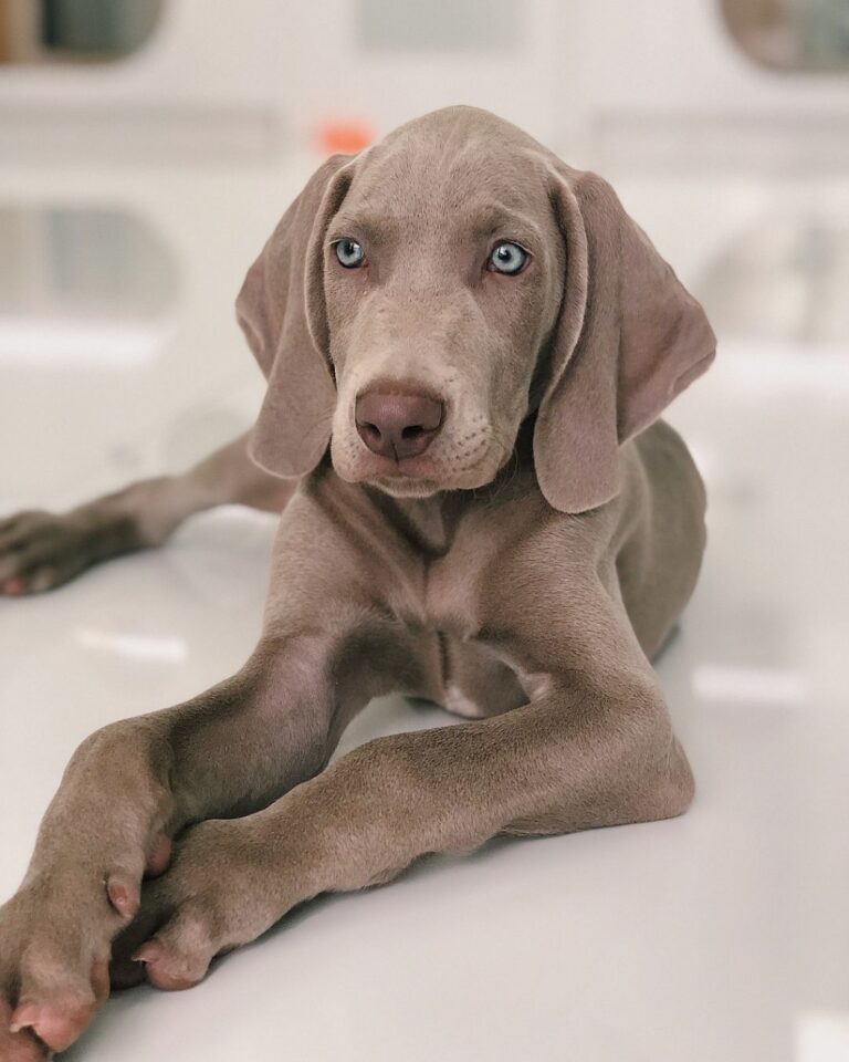 Weimaraner for sale